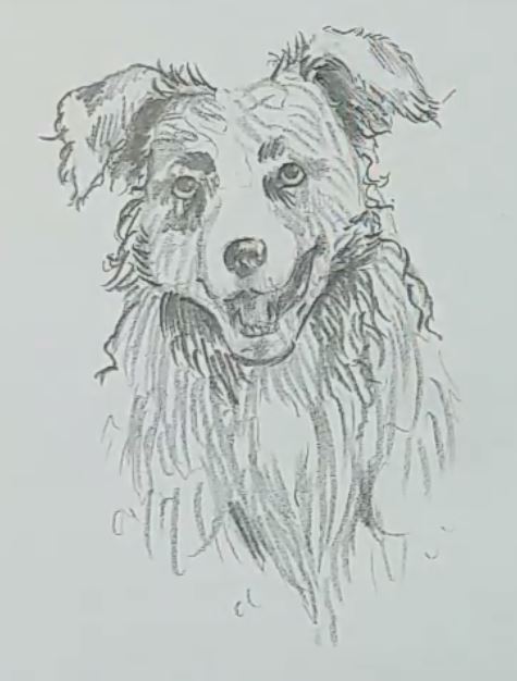 Hund zeichnen Schritt für Schritt Tutorial - Zeichne meisterhaft!