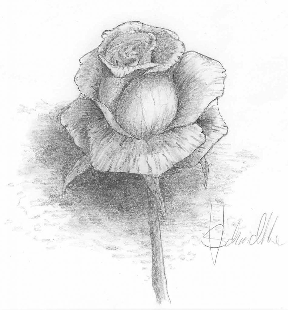 Endergebnis vom Rose zeichnen